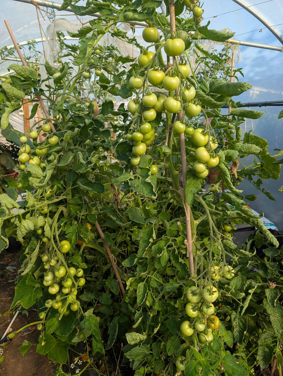 Heavy trusses of unripe green tomatoes on tall plants inside my polytunnel