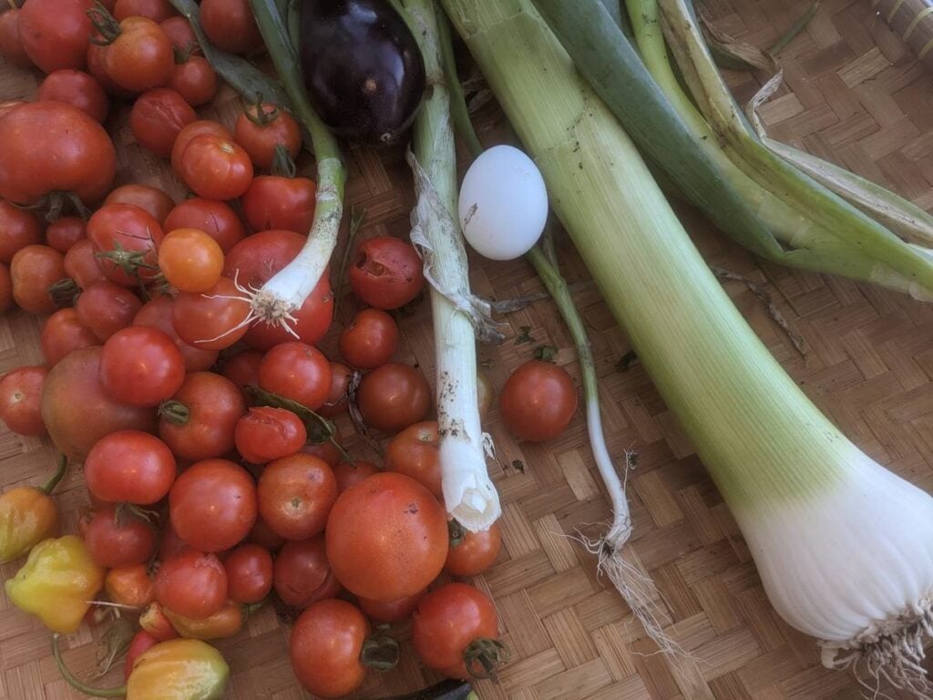 A harvest of home-grown red tomatoes, leeks and an aubergine laid out on a wicker mat