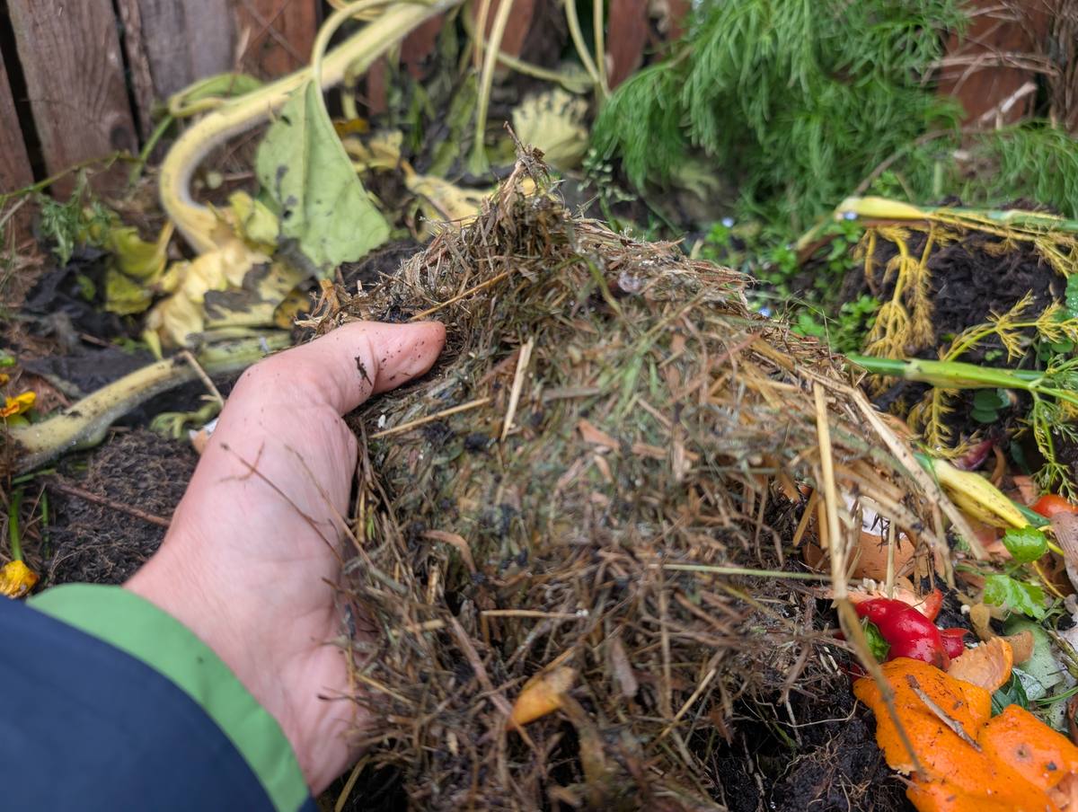 A hand holding a clump of matted, compacted grass pulled from a compost heap