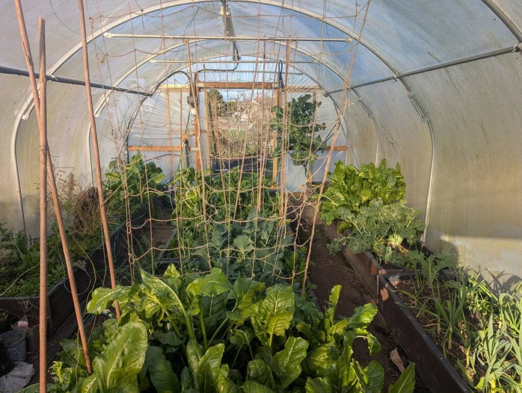 Inside a polytunnel in March with beds of spinach, chard and salad leaves and canes ready for climbing crops