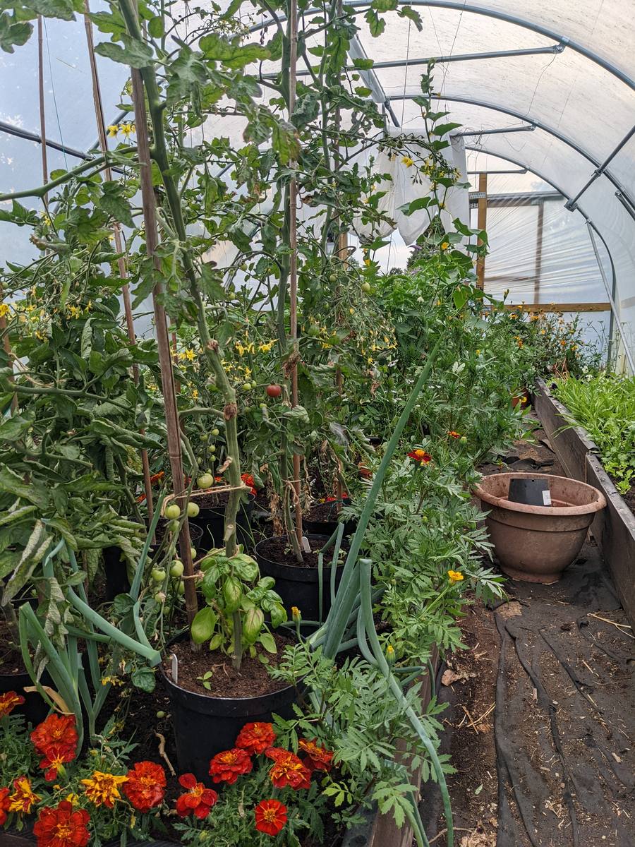 Tall tomato plants flowering and setting fruit inside my polytunnel, with orange marigolds and basil planted at their base