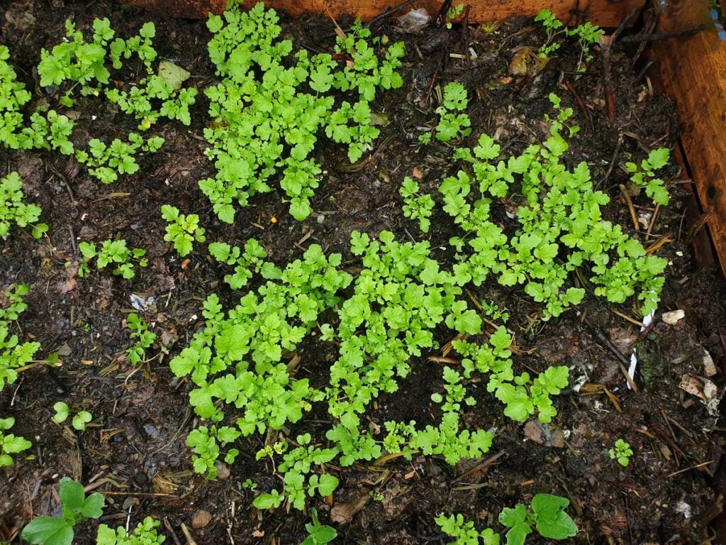 Dozens of small self-sown celery seedlings coming up in a bed